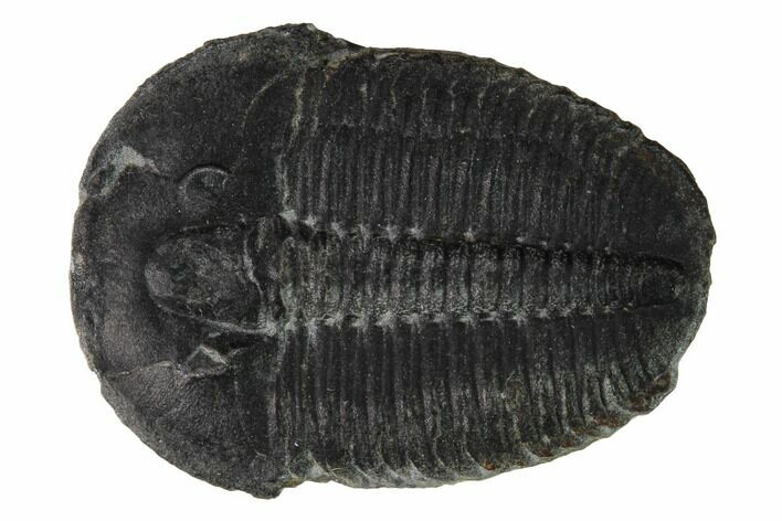 Elrathia Trilobite Fossil - Utah #169489